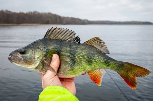 Fevereiro Pesca Poleiro Lago — Fotografia de Stock