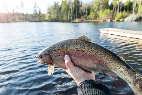 Pêche Truite Soir — Photo