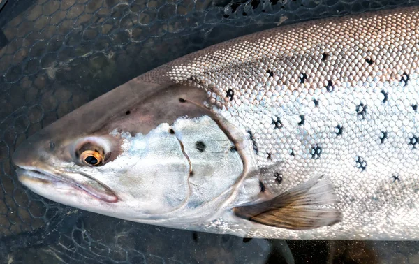 Portrait Truite Mer Sauvage Dans Filet Débarquement — Photo