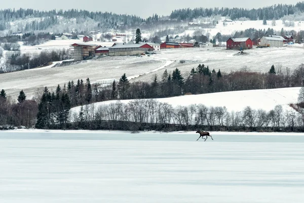 Wild Moose Running Frozen Lake — Stock Photo, Image