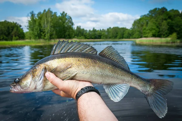 Poisson Sandre Été Suédois — Photo