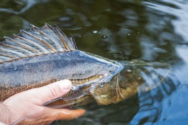 Tüm büyük zander balıkları için & yeniden yakalama yöntemi