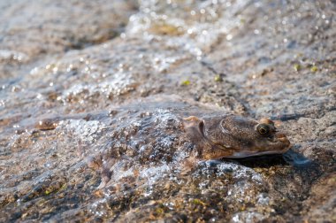 Dil balığı deniz dalgalarıyla kaplıdır.