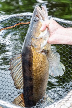 Angler, büyük bir zander balığını iniş ağından kaldırıyor.