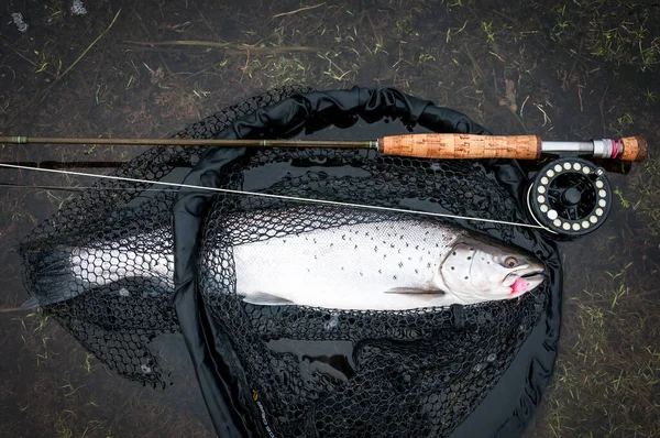 Troféu Pesca Com Mosca Mar Báltico — Fotografia de Stock