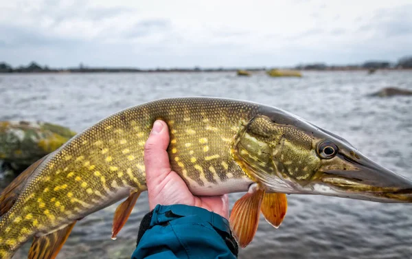 Retrato Lúcio Decente Pesca Com Mosca Inverno — Fotografia de Stock