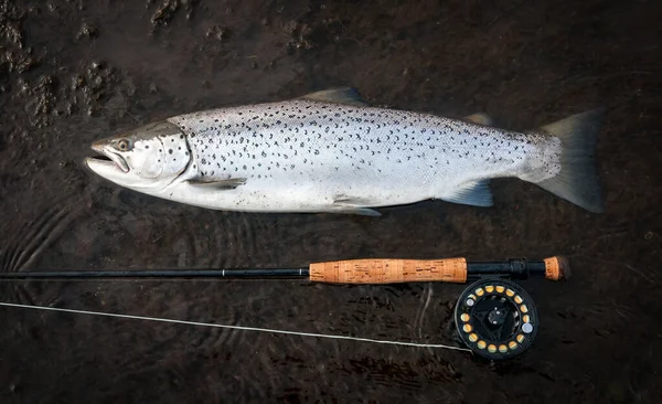 Troféu Pesca Truta Mar Grande Haste Mosca — Fotografia de Stock