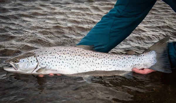 Releasing Big Sea Trout — Stock Photo, Image