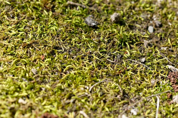 在拉斯佩齐亚的草地上 树上长满苔藓 — 图库照片