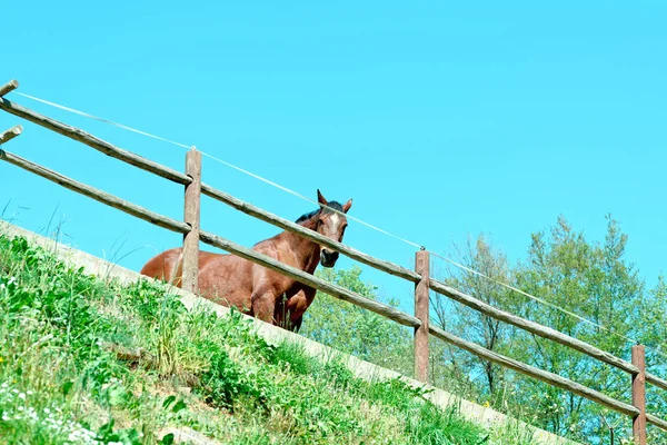 Detail Van Een Paard Een Boerderij — Stockfoto