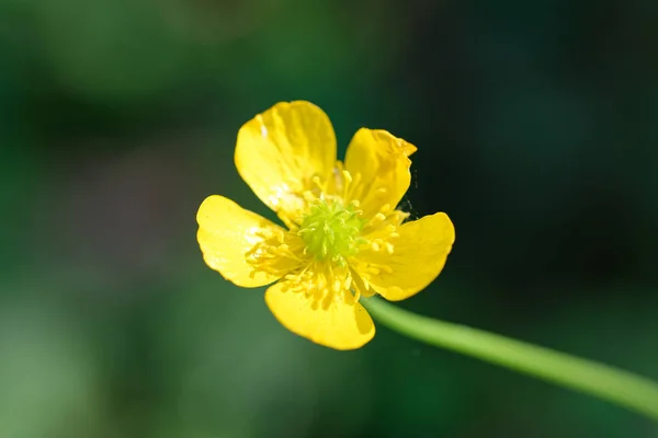 Kupu Kupu Kuning Ameadow Dekat Rumah Saya — Stok Foto