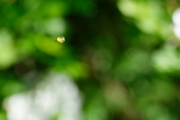 Détail Petite Araignée Dans Air — Photo