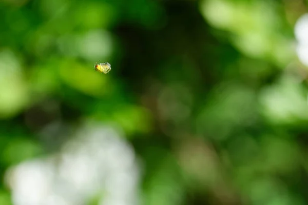 Dettaglio Piccolo Ragno Nell Aria — Foto Stock