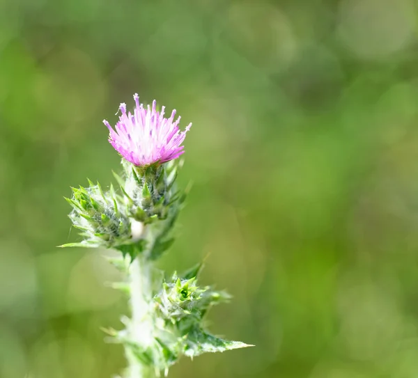 Fleur Cardus Dans Une Prairie Spezia — Photo