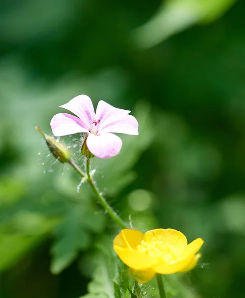 Λεπτομέρεια Της Lychnis Flos Cuculi Ένα Λιβάδι — Φωτογραφία Αρχείου