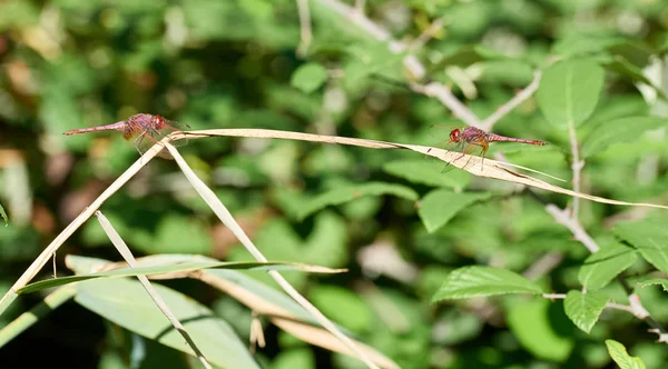 Dragon Fly Bir Çayırda Detay — Stok fotoğraf