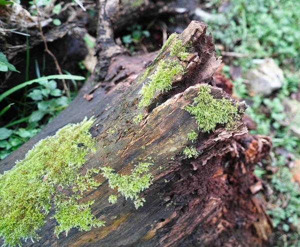 Moss Tree Meadow Spezia — Stock Photo, Image