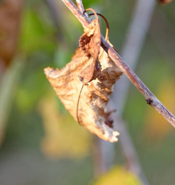 İtalyan apandisitinde sonbahar yeşilliği ve ağaç fotoğrafı.