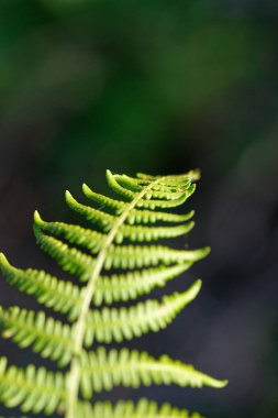 Eğrelti otu/Fern yaprak yakın çekim benim bahçede