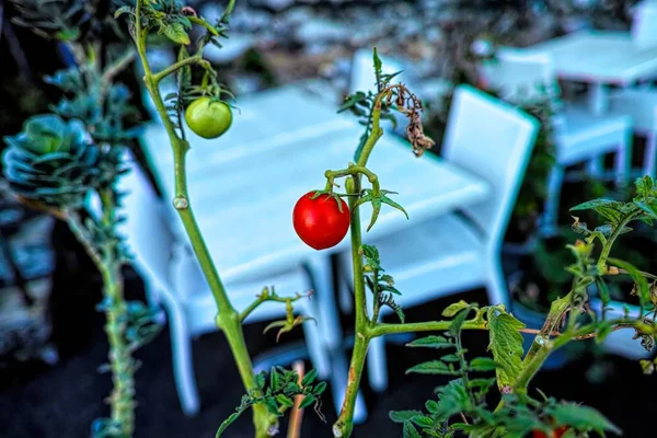 Wszystko Pomidory Roślin Pobliżu Restaurację — Zdjęcie stockowe