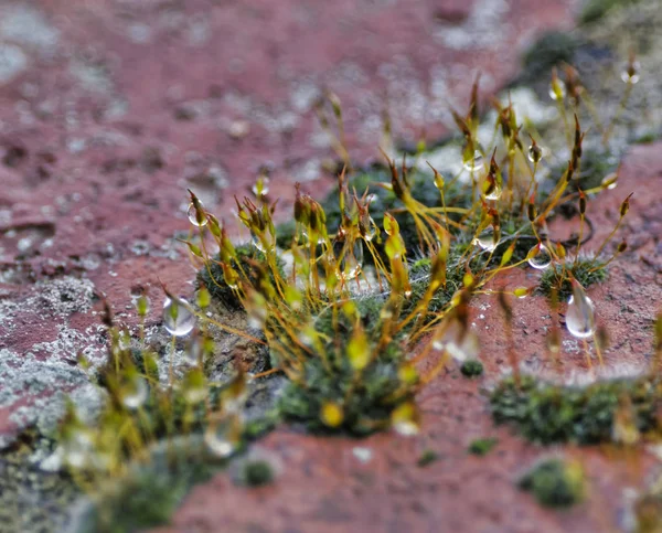 スペツィアの岩の上にある苔の詳細 — ストック写真