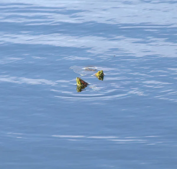 Kis Teknős Egy Műanyag Tartályban Részlete — Stock Fotó