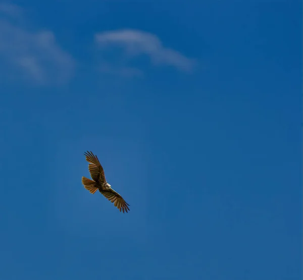 Bird northern harrier hunting from high above wetlands in italy