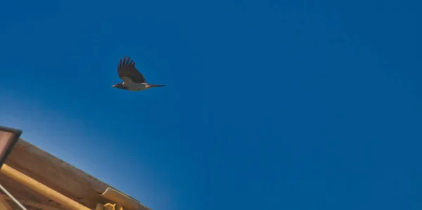 Kış Zamanı Mavi Gökyüzüne Karşı Saksağan — Stok fotoğraf