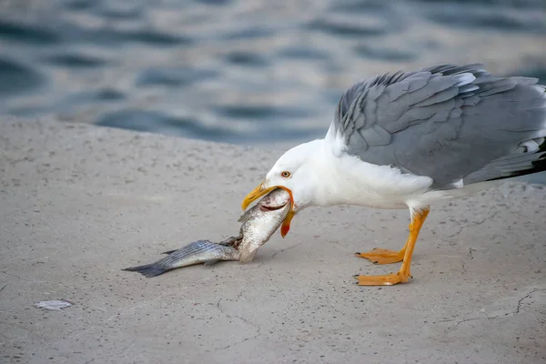 Seagull Comiendo Pescado Puerto Spezia — Foto de Stock