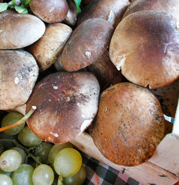 Bir Pazarda Mantar Boletus Mantarı Kuru — Stok fotoğraf