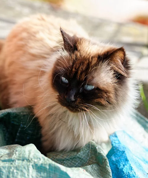 Eine Alte Schwarz Weiße Katze Entspannt Sich Garten — Stockfoto