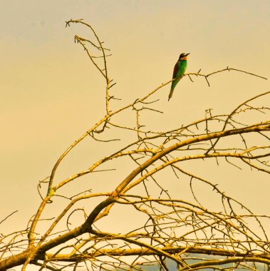 İtalya 'daki Avrasya kralbalıkçısının (Alcedo at this) ortak kraliyet balıkçısının ayrıntıları