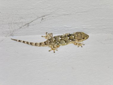 Akdeniz ev gecko (Hemidactylus turcicus) climing dikey olarak beyaz duvar 