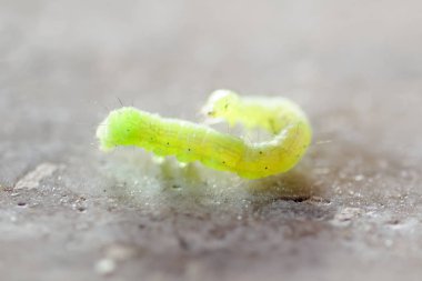 Ölçme solucanı (veya INCHworm, span Worm)