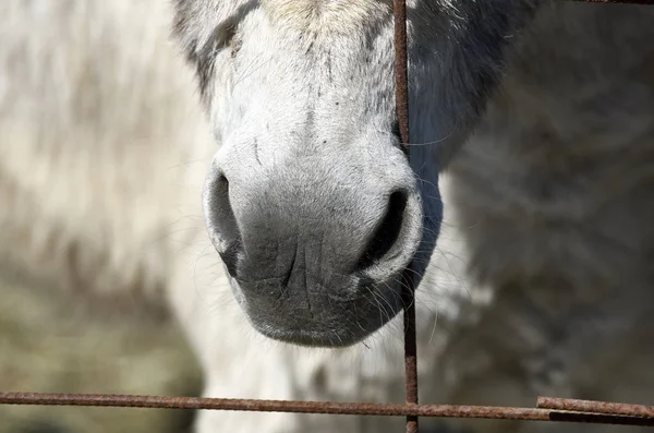 Détail Nez Âne Dans Une Prairie — Photo