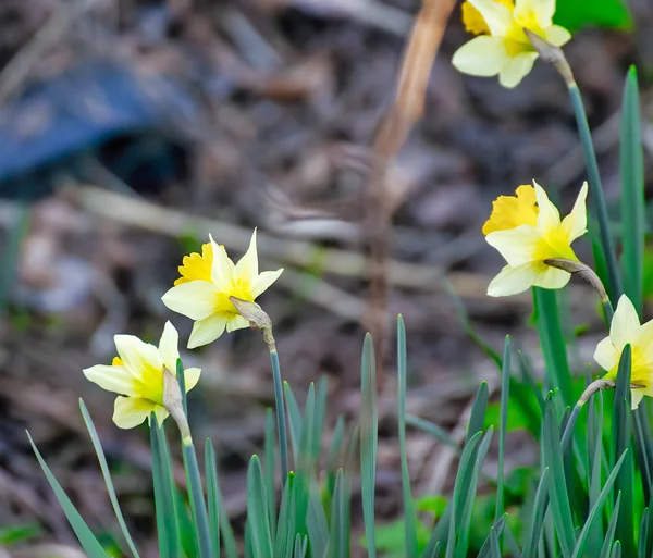 Narciso muito agradável em um jardim da cidade — Fotografia de Stock