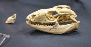 bir müzede kertenkele kafatası