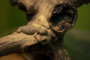 Doğu Yakalı Kertenkele Crotaphytus tasması