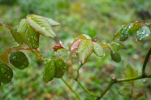 Gota de agua en la parte superior algunas hojas en un jardín — Foto de Stock