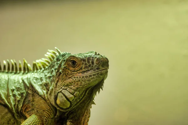 Vista muito agradável de iguana iguana ina museu — Fotografia de Stock