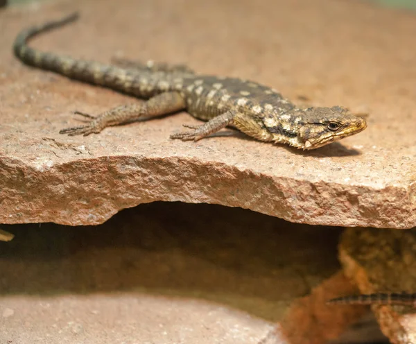 A large girdled lizard with a flattened body, well-developed lim — Stock Photo, Image