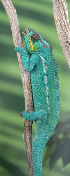 Panther chameleon (Furcifer pardalis) Ambilobe — Stock fotografie