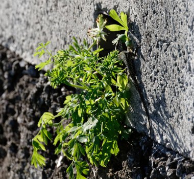 bir duvar üstünde taze ot içinde kertenkele