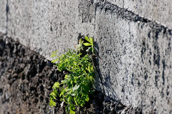 Lizard inside fresh herb on top a wall — Stock Photo, Image