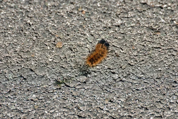 松の行列(タウメトポア・ピティオカンパ)の毛虫 — ストック写真