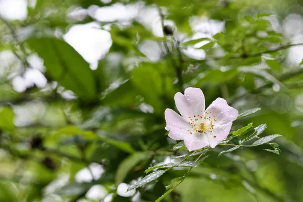 Detalhe de uma rosa selvagem — Fotografia de Stock