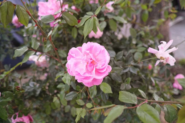 Rosa ros i en trädgård — Stockfoto