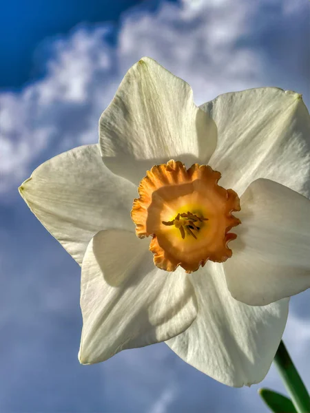 Narciso muito agradável em um jardim da cidade — Fotografia de Stock