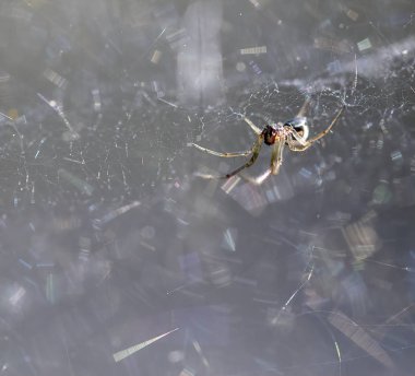 Örümceğin ağın içindeki detayı