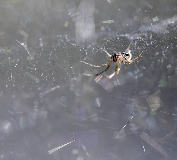 Λεπτομέρεια της αράχνης μέσα σε ένα δίχτυ — Φωτογραφία Αρχείου